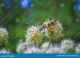 Attēlu rezultāti vaicājumam “Pachyta quadrimaculata”