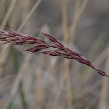 Attēlu rezultāti vaicājumam “Calamagrostis purpurea fruit”