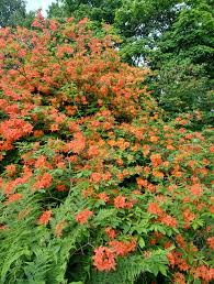Attēlu rezultāti vaicājumam “Rhododendron calendulaceum flower”