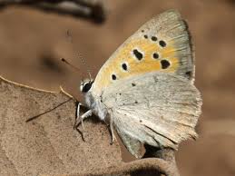 Attēlu rezultāti vaicājumam “Lycaena phlaeas underside”