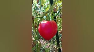 Afbeeldingsresultaat voor anna russian tomato