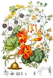 Attēlu rezultāti vaicājumam “Tropaeolaceae”