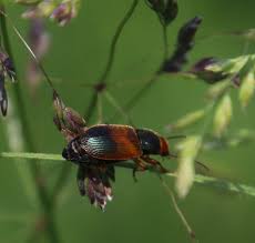 Attēlu rezultāti vaicājumam “Diachromus germanus”
