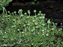 Attēlu rezultāti vaicājumam “Cladonia fimbriata”