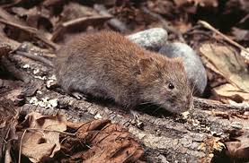 Attēlu rezultāti vaicājumam “Myodes glareolus”