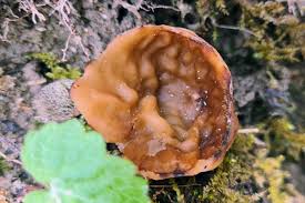 Attēlu rezultāti vaicājumam “Disciotis venosa”