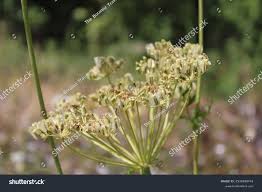 Attēlu rezultāti vaicājumam “Laserpitium latifolium bud”