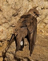 Image result for Ptyonoprogne rupestris