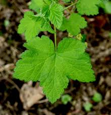 Attēlu rezultāti vaicājumam “Ribes rubrum leaf”