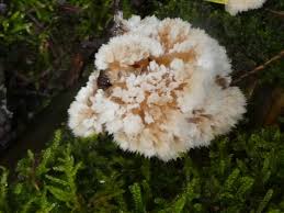 Attēlu rezultāti vaicājumam “Postia ptychogaster”