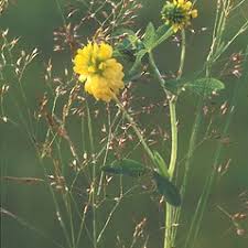 Attēlu rezultāti vaicājumam “Trifolium aureum fruit”