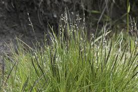 Attēlu rezultāti vaicājumam “Nardus stricta fruit”
