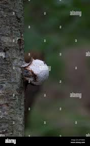 Attēlu rezultāti vaicājumam “Postia sericeomollis”