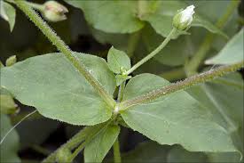 Attēlu rezultāti vaicājumam “Myosoton aquaticum”