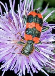 Attēlu rezultāti vaicājumam “Trichodes apiarius”