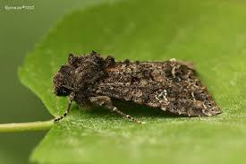 Attēlu rezultāti vaicājumam “Mamestra brassicae”