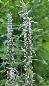 Attēlu rezultāti vaicājumam “Leonurus quinquelobatus flower”