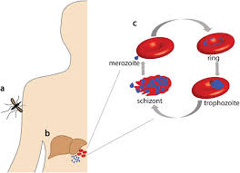Attēlu rezultāti vaicājumam “Lycogala botrydium plasmodium”