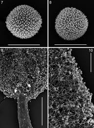 Attēlu rezultāti vaicājumam “Lamproderma pseudomaculatum”