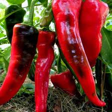 Afbeeldingsresultaat voor numex chimayo hot pepper