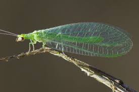 Attēlu rezultāti vaicājumam “Chrysopidae”