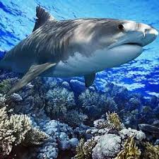 Image result for Galeocerdo cuvier