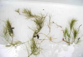 Attēlu rezultāti vaicājumam “Potamogeton trichoides”