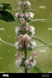 Attēlu rezultāti vaicājumam “Leonurus quinquelobatus flower”