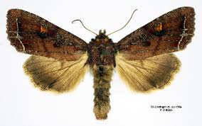 Attēlu rezultāti vaicājumam “Lacanobia oleracea”