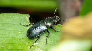 Attēlu rezultāti vaicājumam “Platycerus caraboides”