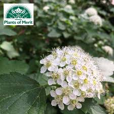 Attēlu rezultāti vaicājumam “Physocarpus opulifolius”