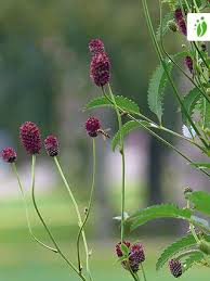 Attēlu rezultāti vaicājumam “Sanguisorba officinalis flower”