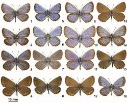 Attēlu rezultāti vaicājumam “Plebejus idas”