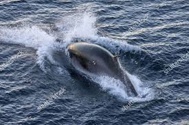Image result for Balaenoptera bonaerensis