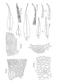 Attēlu rezultāti vaicājumam “Warnstorfia exannulata”