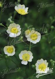 Attēlu rezultāti vaicājumam “Ranunculus acris”