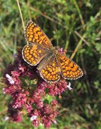 Attēlu rezultāti vaicājumam “Mellicta athalia underside”