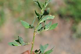 Attēlu rezultāti vaicājumam “Polygonum aviculare leaf”