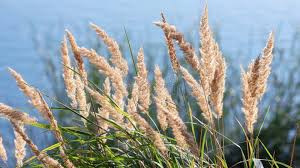 Attēlu rezultāti vaicājumam “Calamagrostis arundinacea”