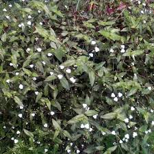 Znalezione obrazy dla zapytania geniculata