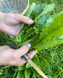 Attēlu rezultāti vaicājumam “Hypochaeris radicata fruit”