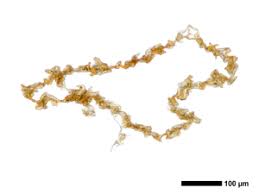 Attēlu rezultāti vaicājumam “Cephalozia loitlesbergeri”