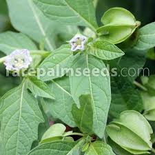 Attēlu rezultāti vaicājumam “Nicandra physalodes”