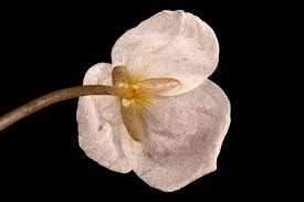 Attēlu rezultāti vaicājumam “Hydrocharis morsus-ranae fruit”