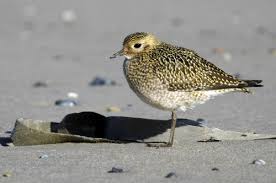 Attēlu rezultāti vaicājumam “Pluvialis apricaria”