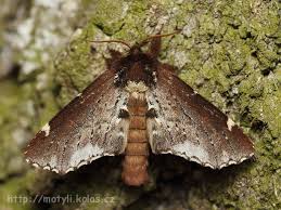 Attēlu rezultāti vaicājumam “Odontosia carmelita”