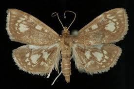 Attēlu rezultāti vaicājumam “Anania stachydalis”