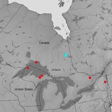 Attēlu rezultāti vaicājumam “Microcalicium disseminatum”