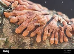 Attēlu rezultāti vaicājumam “Hypocreopsis lichenoides”