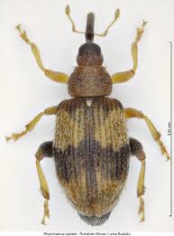 Attēlu rezultāti vaicājumam “Rhynchaenus lonicerae”